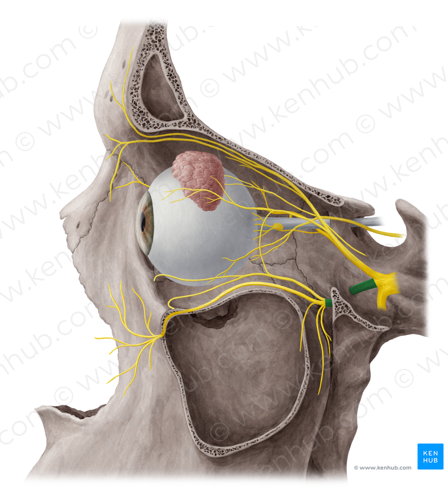 Maxillary nerve (#6559)