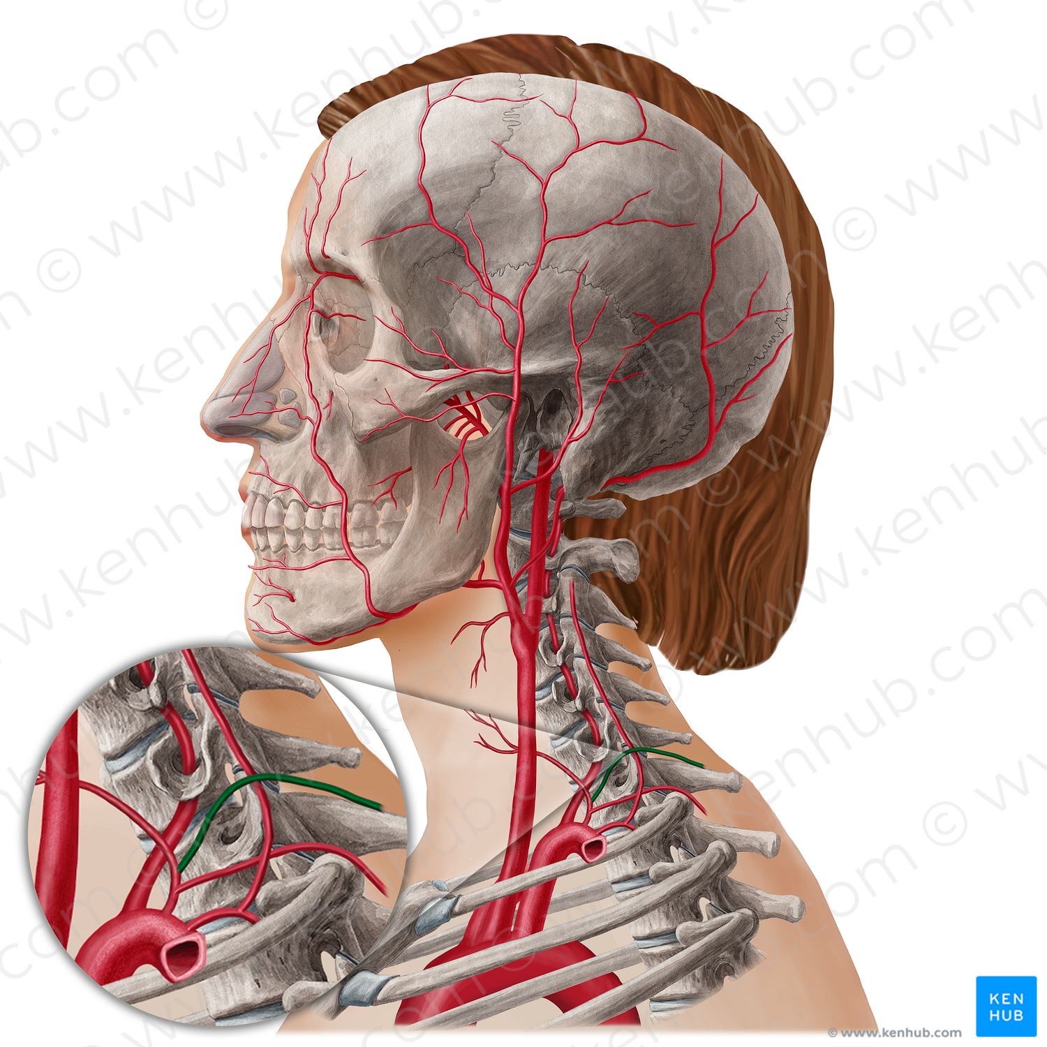 Transverse cervical artery (#21811)