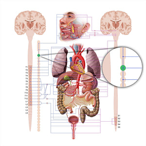 Middle cervical ganglion (#18575)