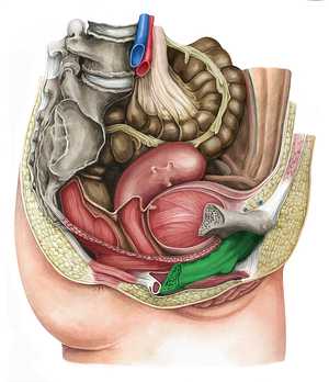 Inferior pubic ramus (#8710)