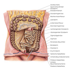 Mesentery (German)