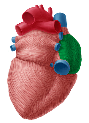 Right atrium of heart (#2109)