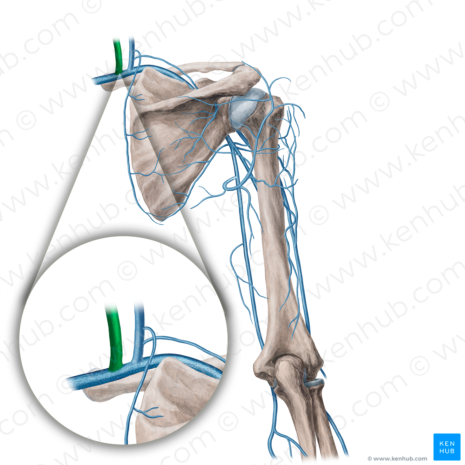 Internal jugular vein (#21751)