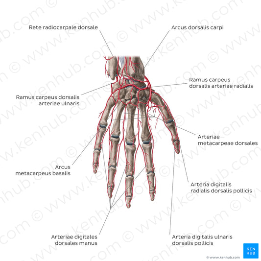 Arteries of the hand: Dorsal view (Latin)