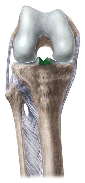 Intercondylar eminence of tibia (#3386)