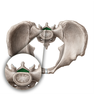 Sacral canal (#21690)