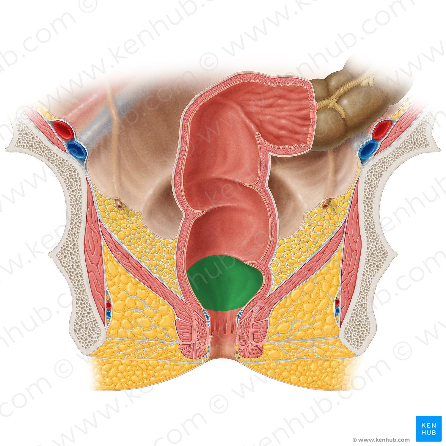 Rectal ampulla (#20524)