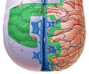 Pia mater (#7934)