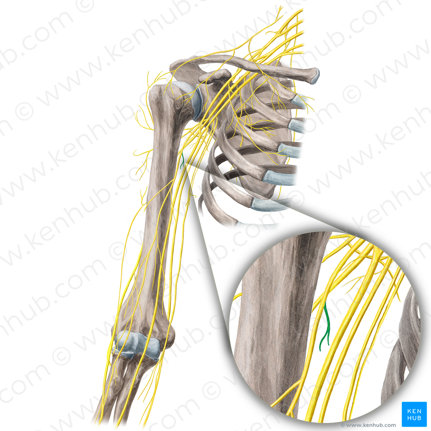 Nerve to coracobrachialis muscle (#21683)