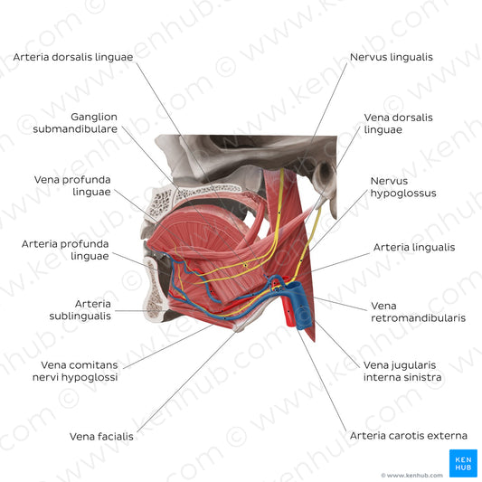 Neurovasculature of the tongue (Latin)