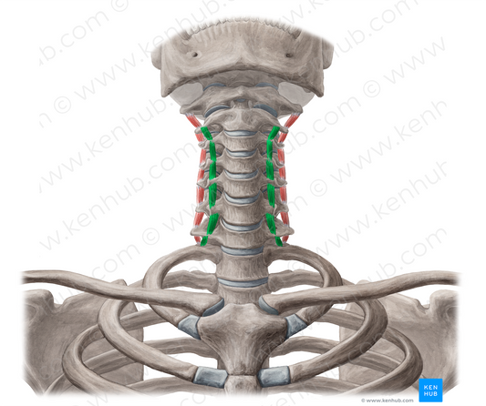 Anterior intertransversarii colli muscles (#19013)