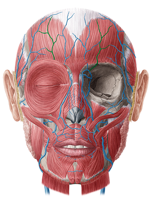 Supraorbital vein (#10618)