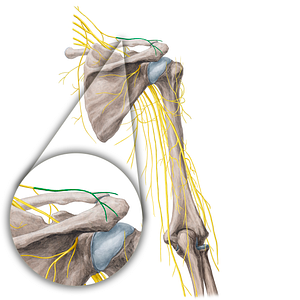 Lateral supraclavicular nerves (#21774)