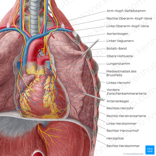 Heart in situ (pericardium removed) (German)