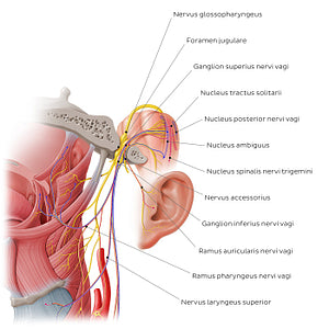 Vagus nerve: intracranial and upper cervical parts (Latin)