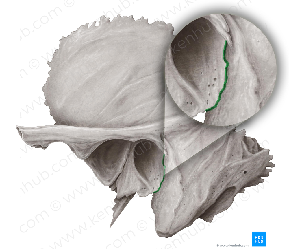 Tympanomastoid fissure (3685) Kenhub Image License Store