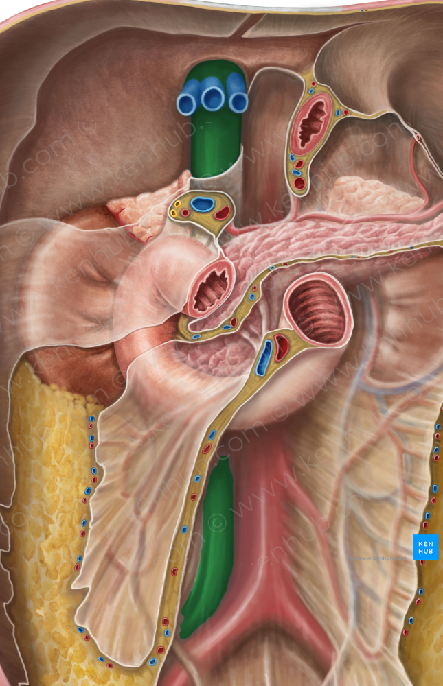 Inferior vena cava (#10052)