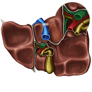 Hepatic portal vein (#10488)