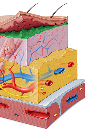 Papillary layer of dermis (#9175)