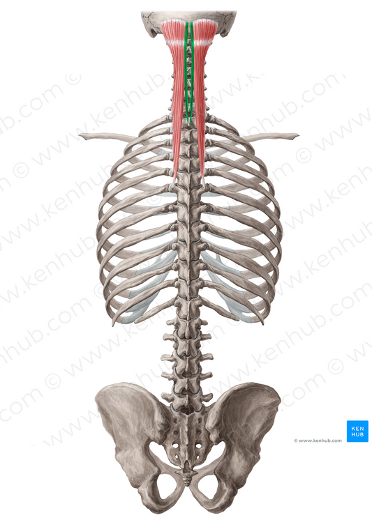 Spinalis capitis muscle (#18889)