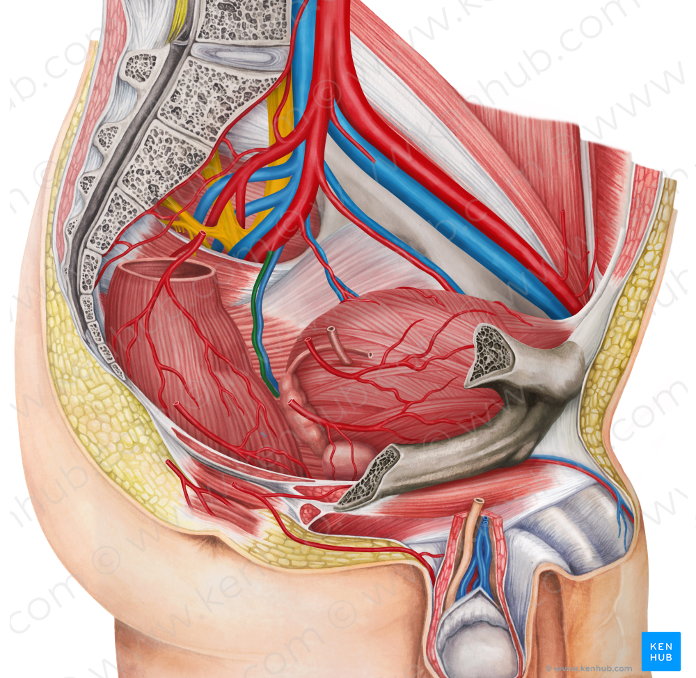 Left middle anorectal artery (#1729)