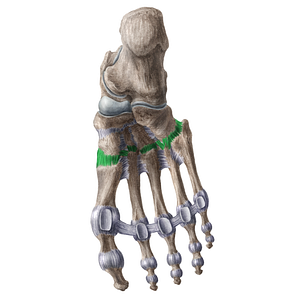 Plantar tarsometatarsal ligaments (#18615)