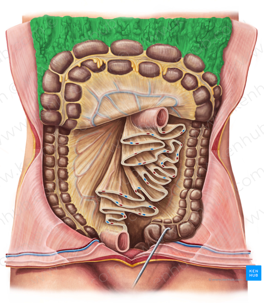 Greater omentum (#7322)