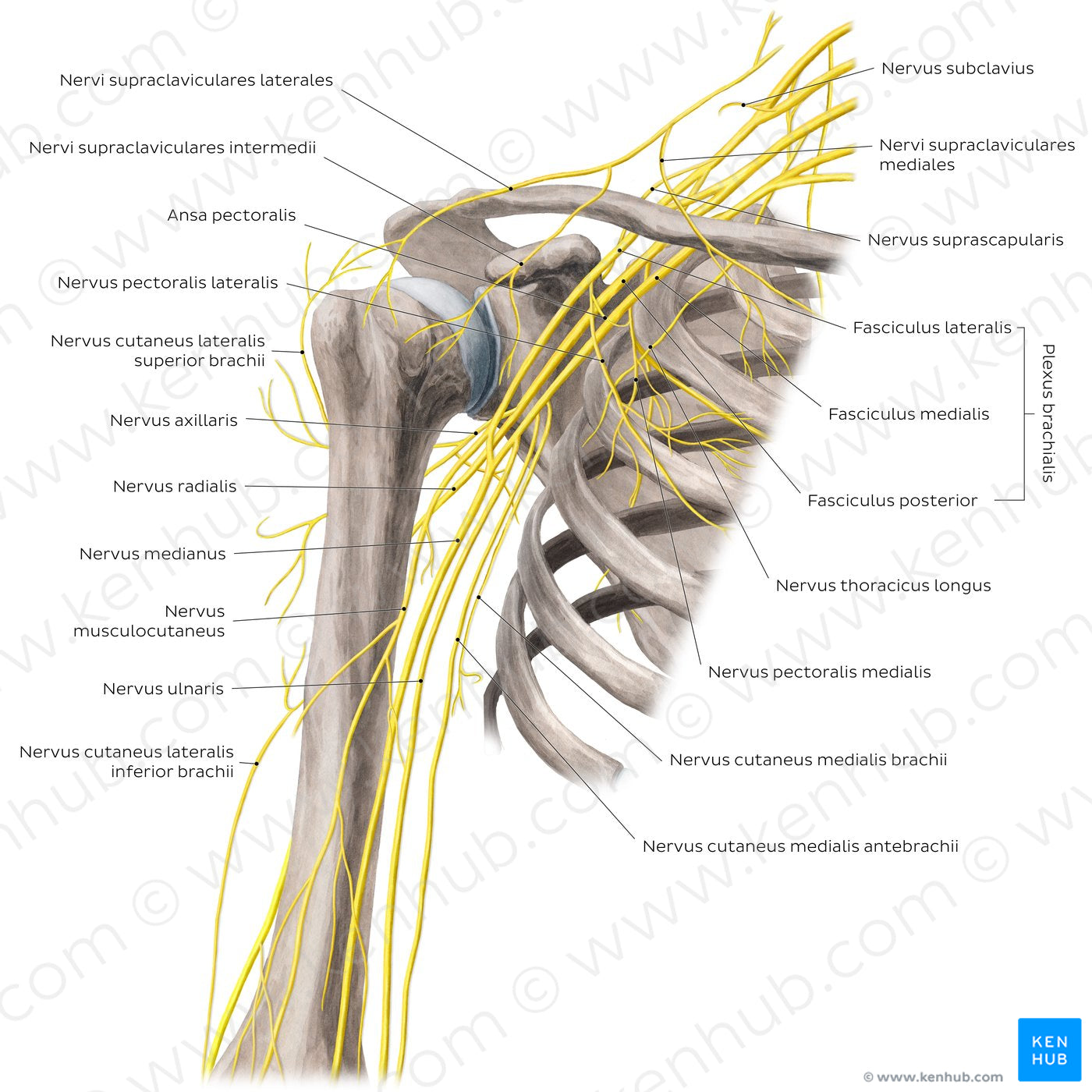 Nerves of the arm and the shoulder - Anterior view (Latin)