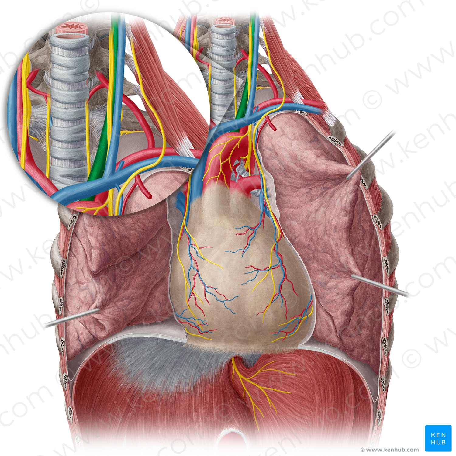 Left common carotid artery (#950)