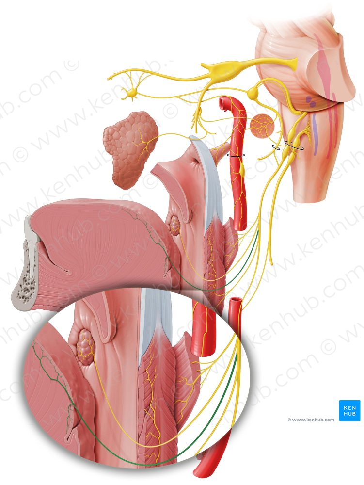 Lingual branches of glossopharyngeal nerve (#8499)
