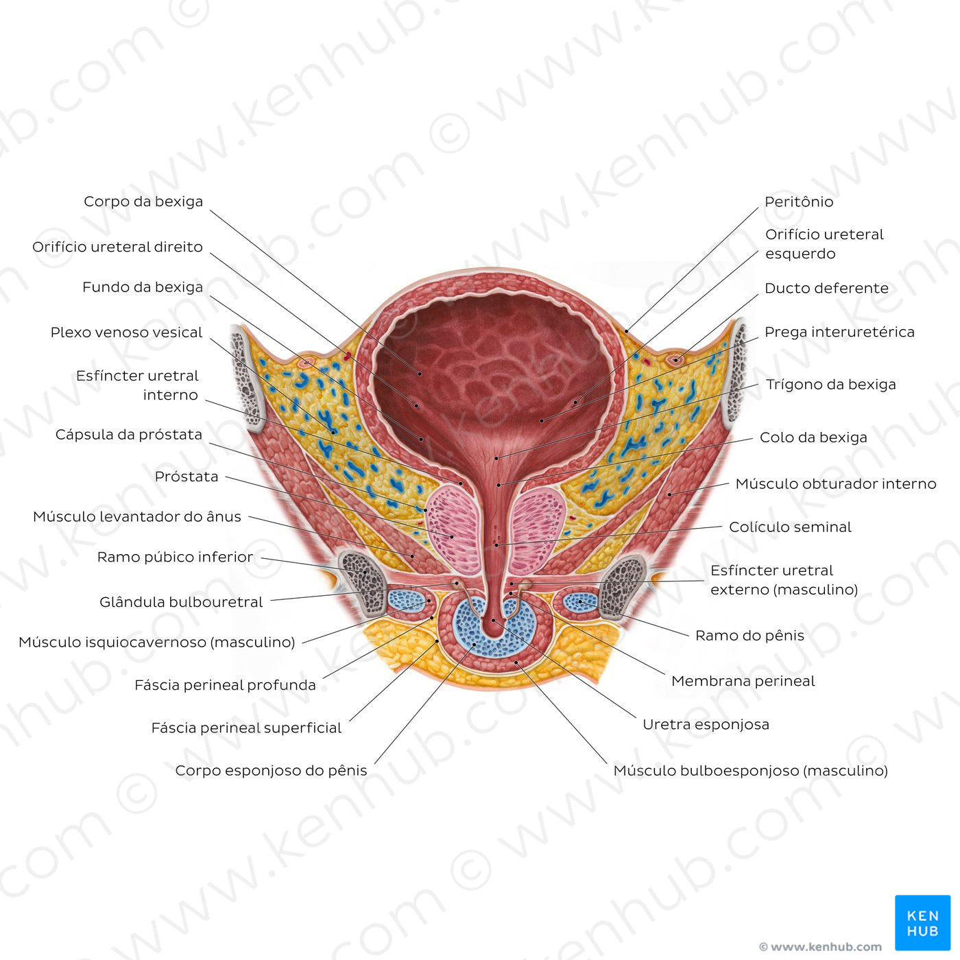 Male urinary bladder (Portuguese)
