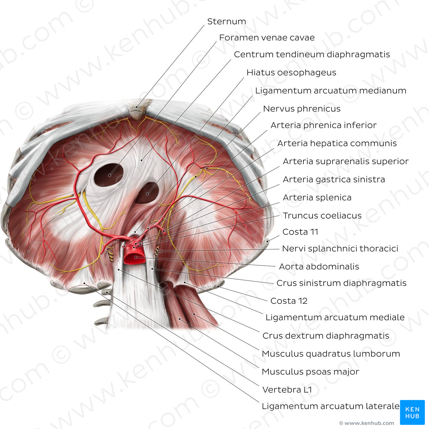 Abdominal surface of the diaphragm (Latin)