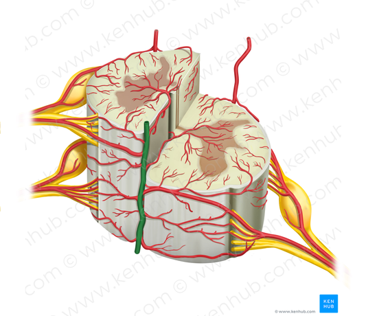 Anterior spinal artery (#1779)