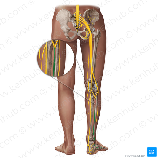 Sural nerve (#18337)