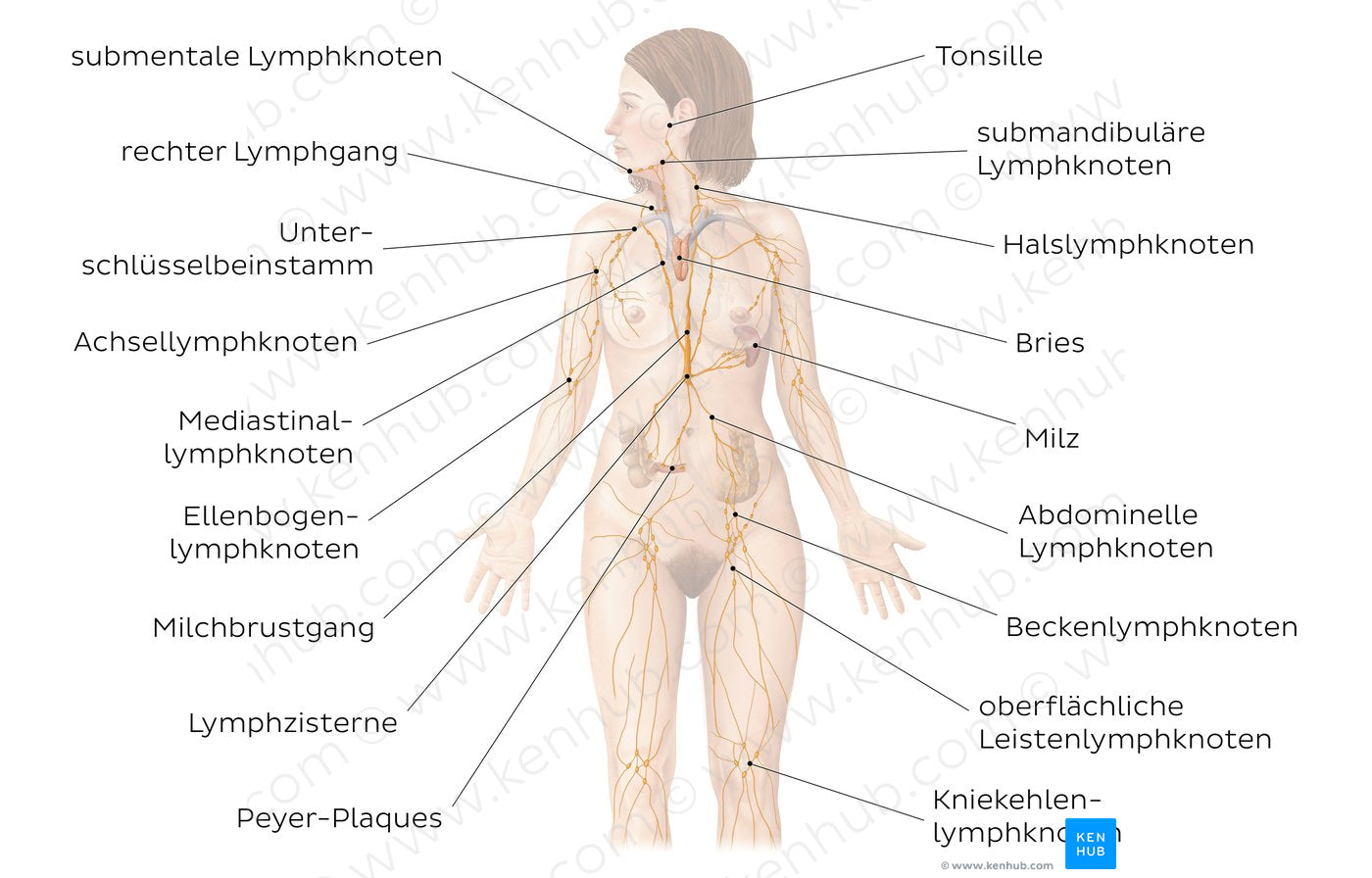 Lymphatic system (German)