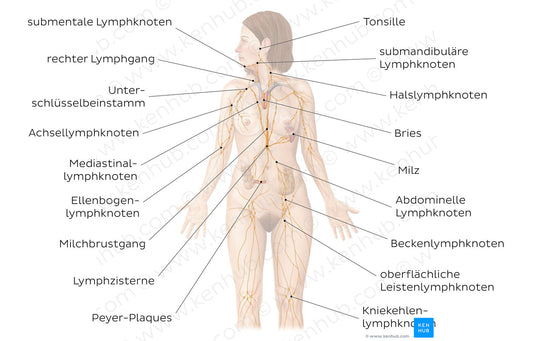 Lymphatic system (German)