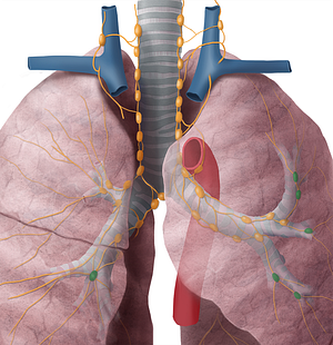 Intrapulmonary lymph nodes (#7041)