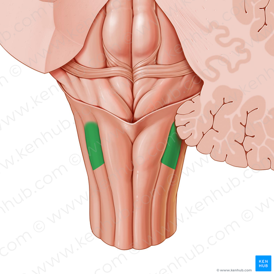 Cuneate tubercle (#9720)