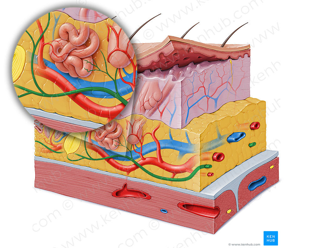 Dermal neural plexus (#6219)