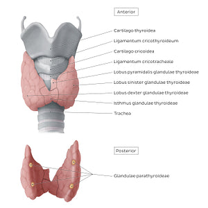 Thyroid and parathyroid glands (Latin)