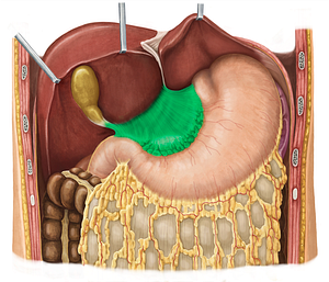 Lesser omentum (#7326)