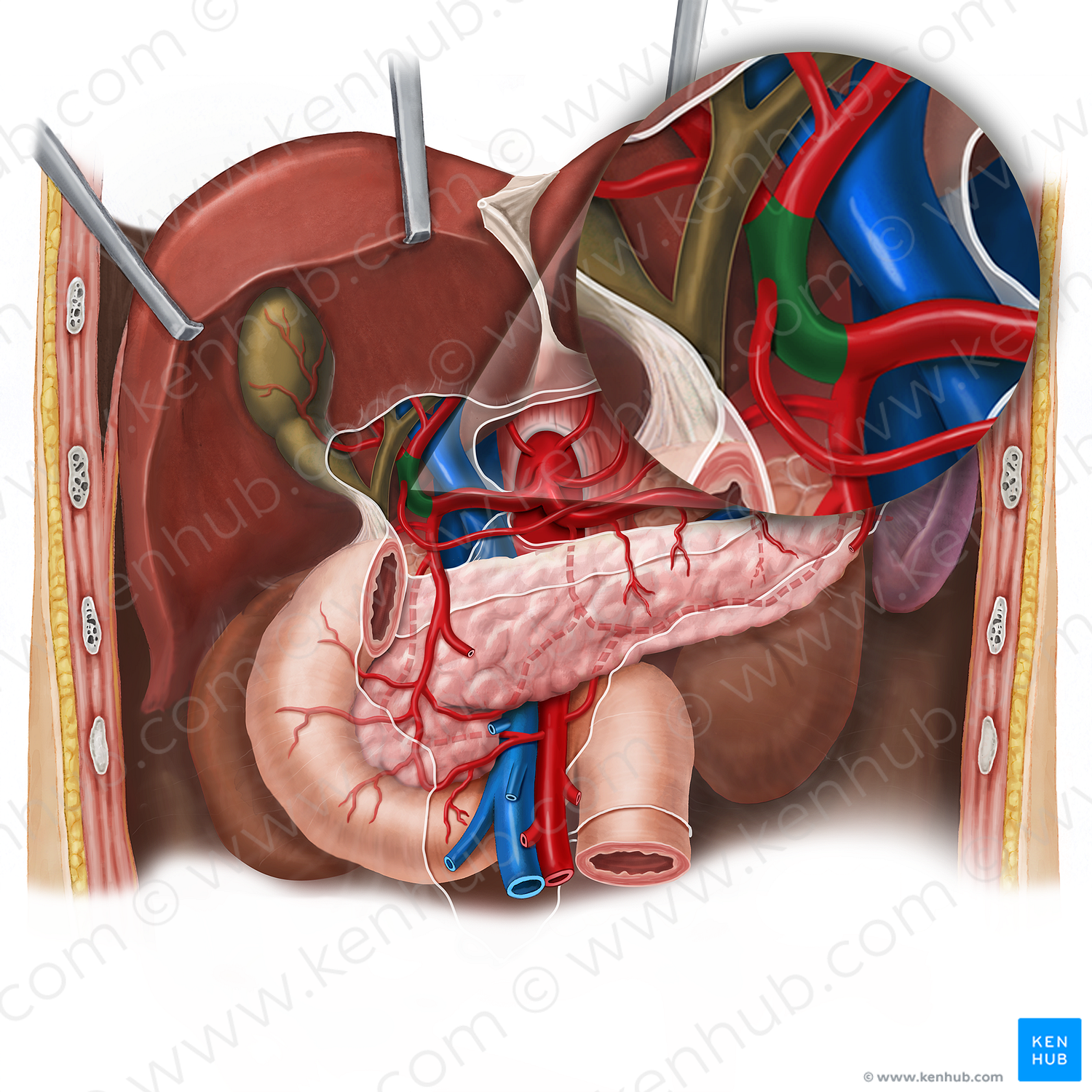 Proper hepatic artery (#1350)
