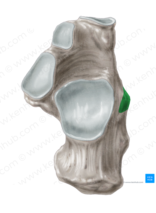 Fibular trochlea of calcaneus (#9580)