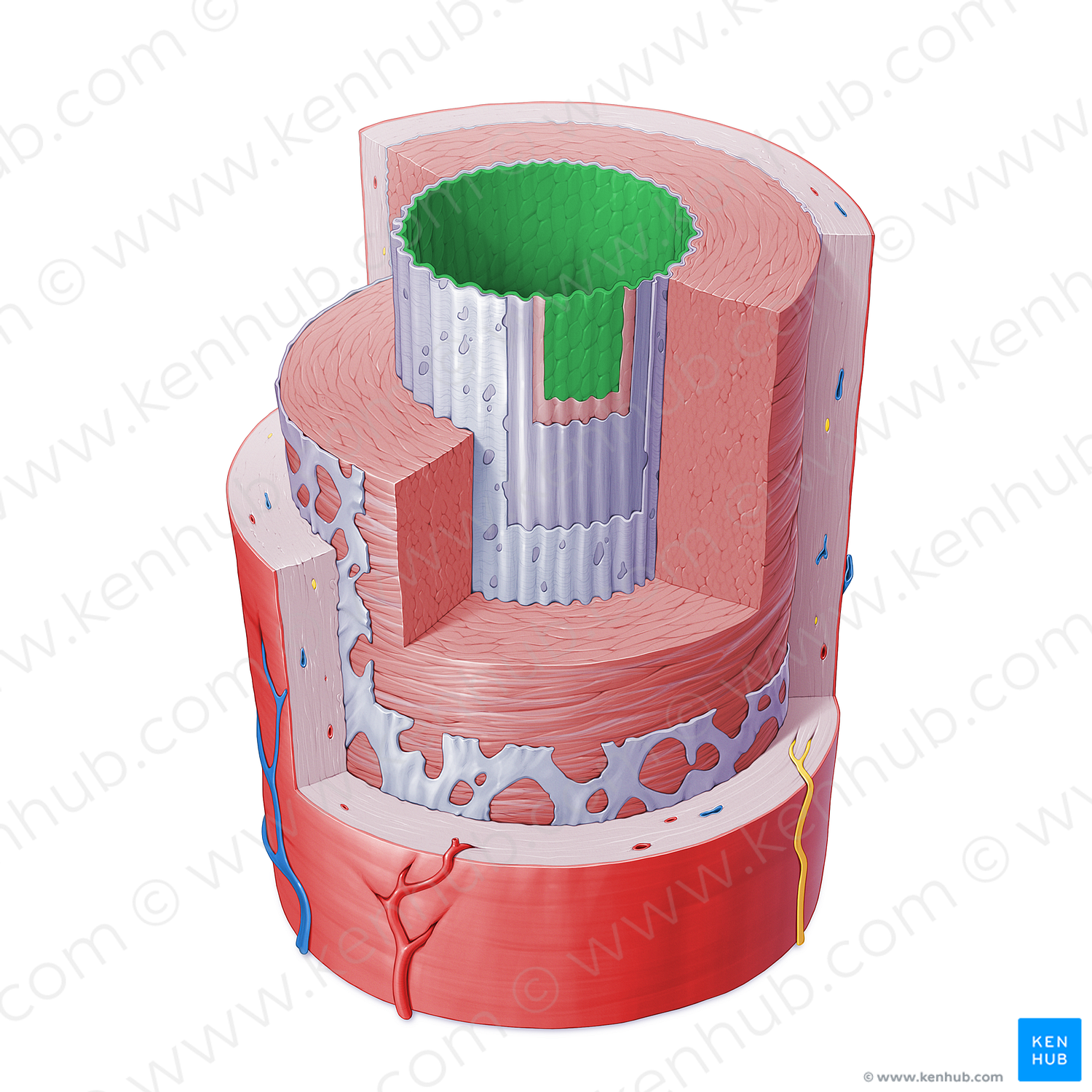 Endothelium of artery (#16390)