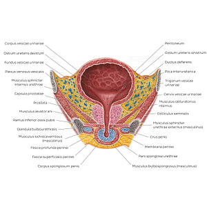 Male urinary bladder (Latin)