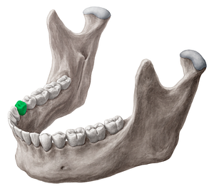 Mandibular right first premolar tooth (#12853)