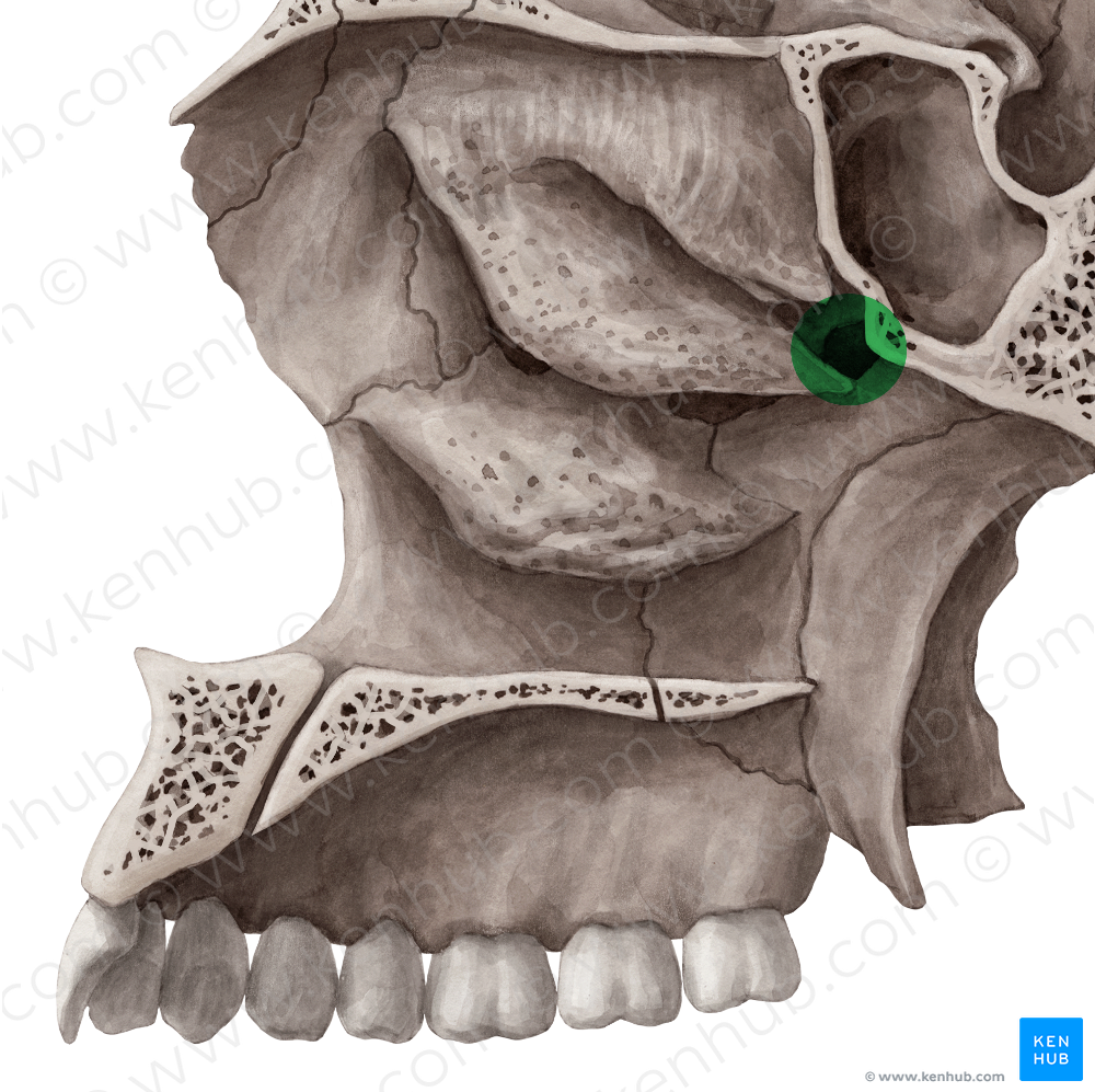 Sphenopalatine foramen (#3803)