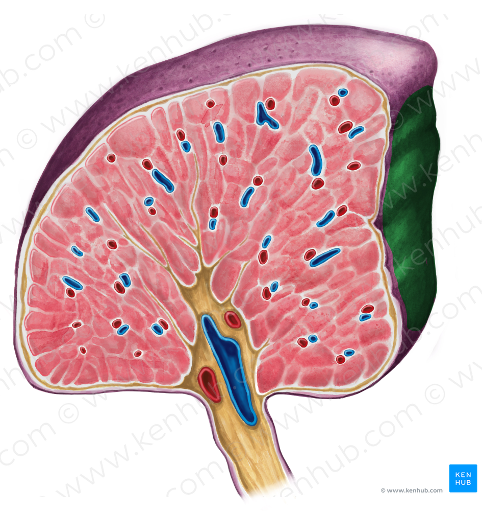 Renal impression of spleen (#3546)