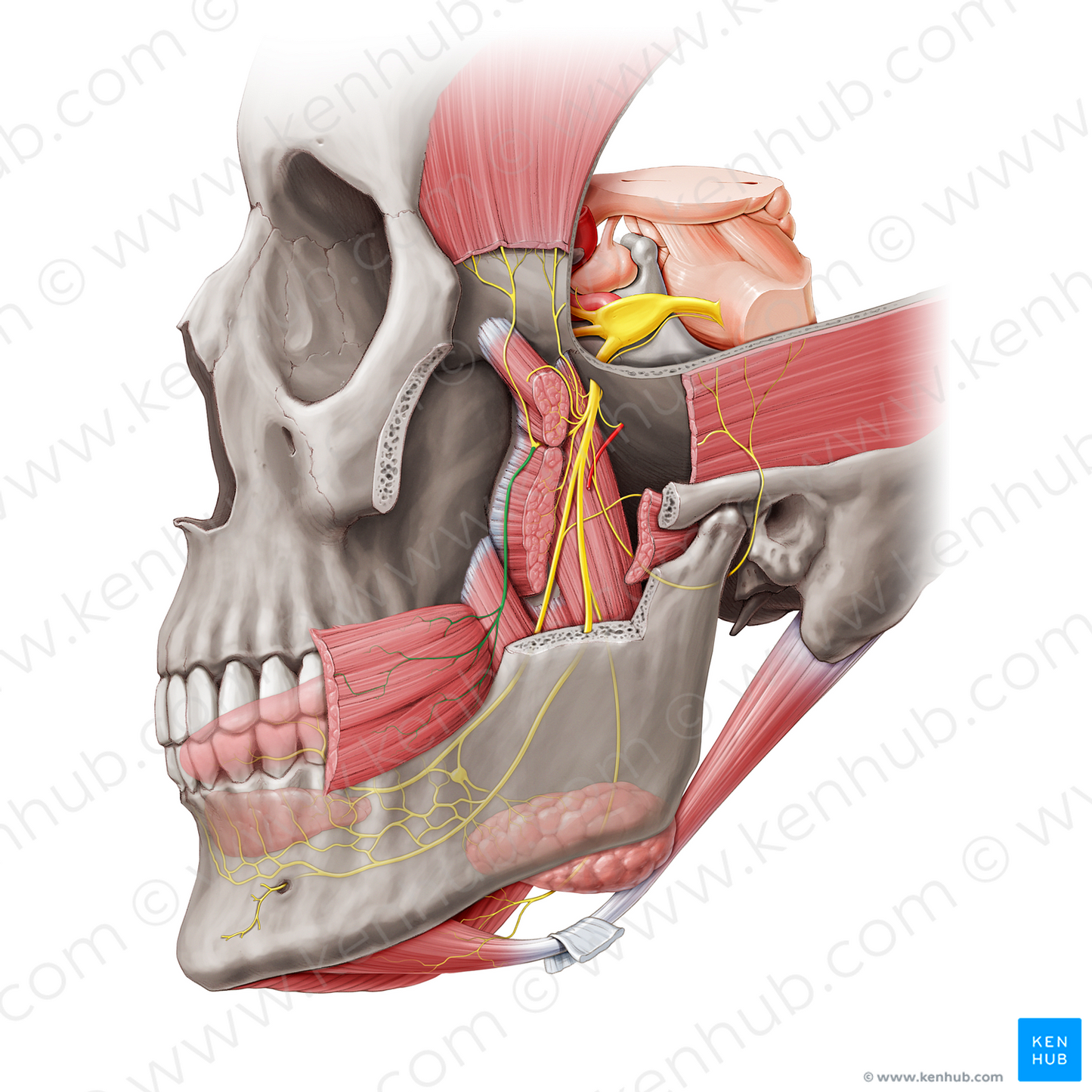 Buccal nerve (#6349)