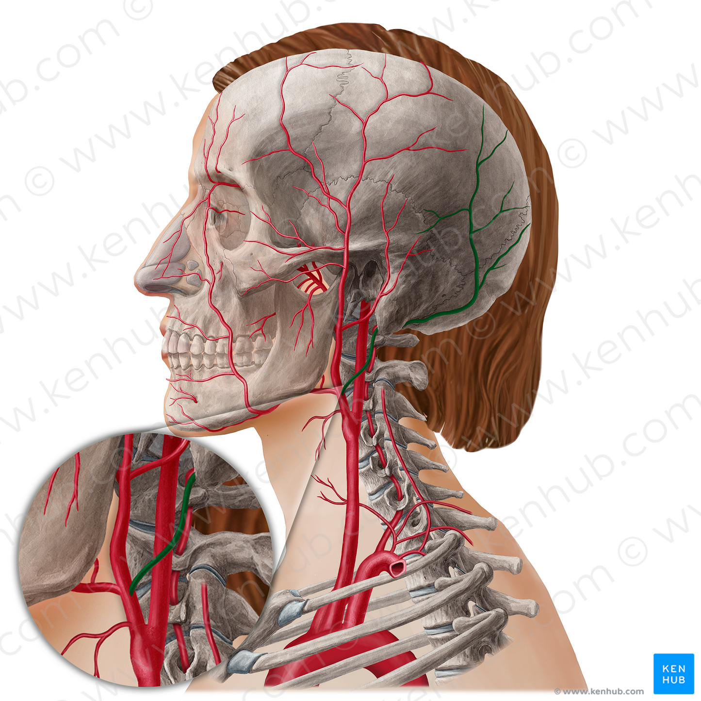 Occipital artery (#21799)